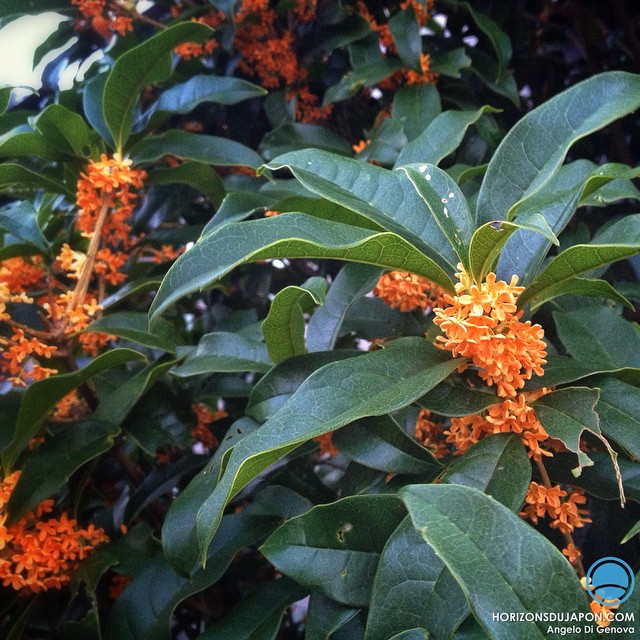 Osmanthus, la star du moment !