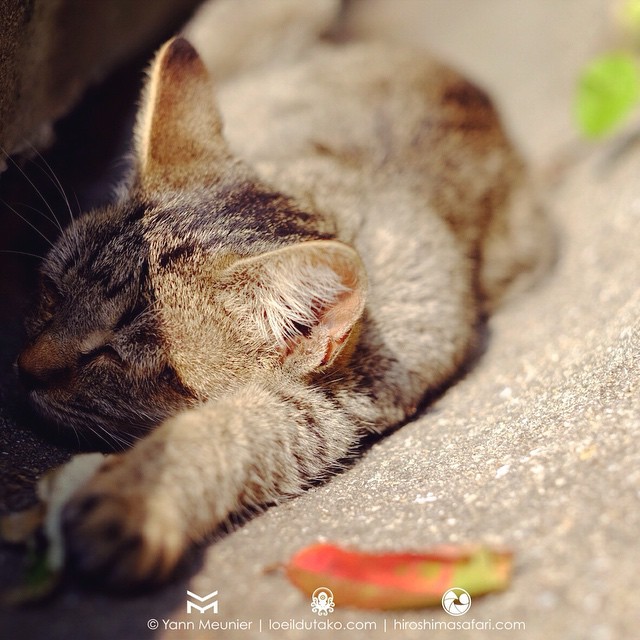 Ça pionce tranquille devant les feuilles d’automne. #Hiroshima #fujifilm #xt1 #xf53 #chats #automne #japon