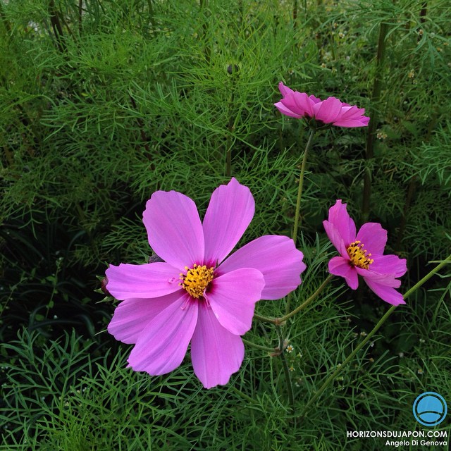 Cosmos sauvages près d’une rizière