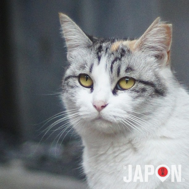 Tokyo, le royaume des chats ! Cc @loeildutako @issekinicho