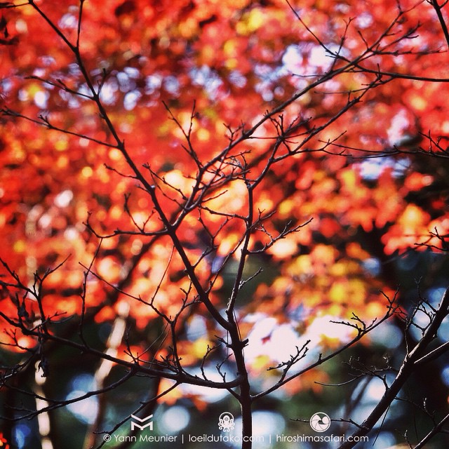 L’automne arrive doucement.. #Hiroshima #fujifilm #xt1 #xf55200 #automne #japon #japan