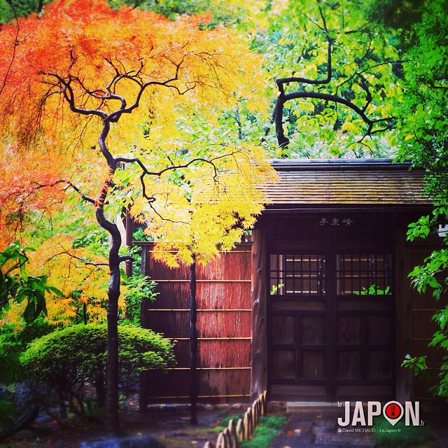 L’automne à Tokyo, dernier acte : Le Jardin Secret ! #tokyosafari