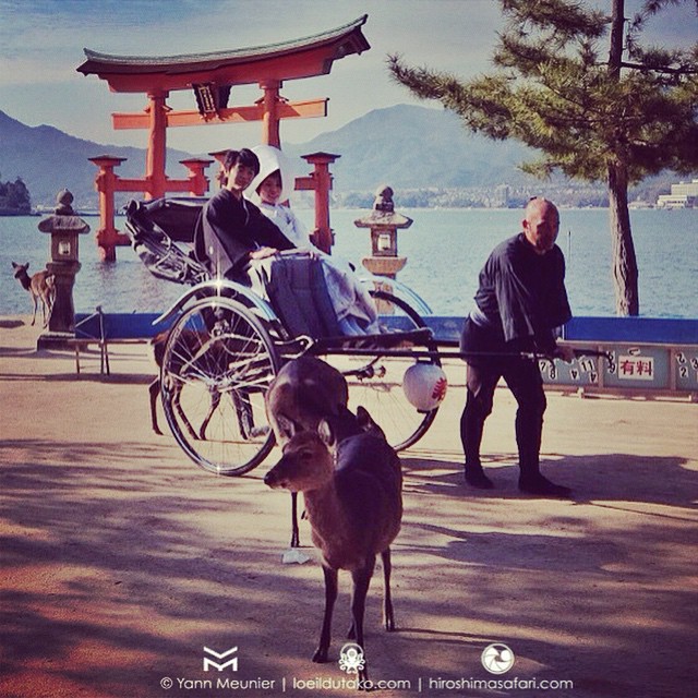 Marée haute + soleil = mariage à Miyajima.