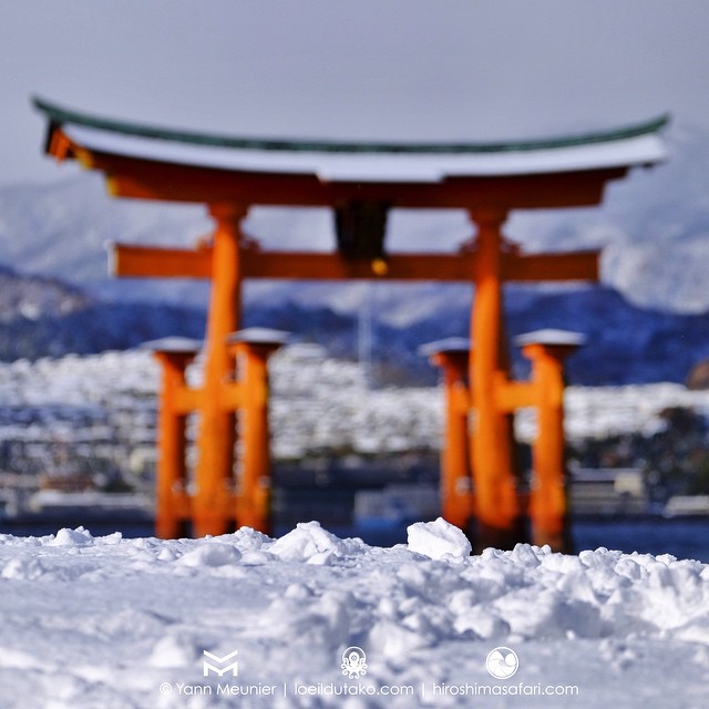 Miyajima et son Otorii sous la neige !! 大雪の宮島! うれしいだよ