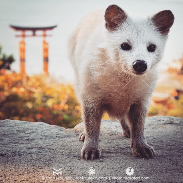 Rencontre mémorable avec un tanuki blanc. ほら！宮島の白いタヌキです。loeildutako.com