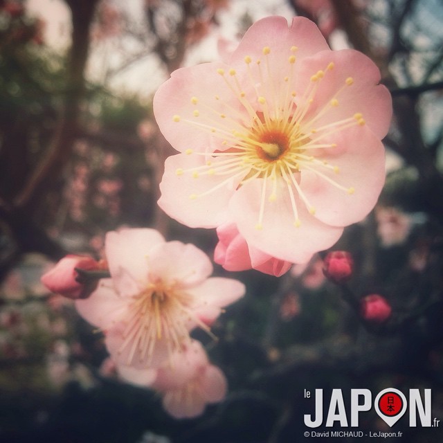 On dirait que le printemps au Japon approche avec ces pruniers en fleur ! Un peu trop en avance…