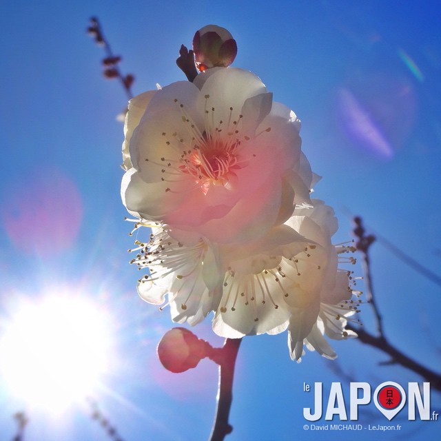 Sortie en famille dans le parc Negishi Shinrin à Yokohama pour admirer le début de floraison des pruniers (Umé).