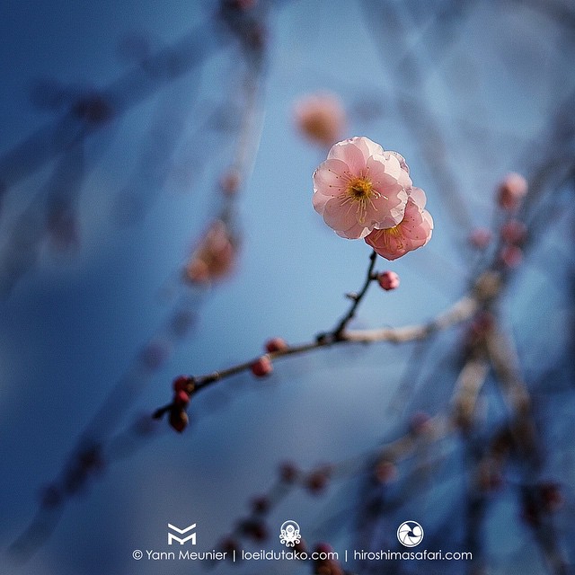 Les premières fleurs de pruniers d’Hiroshima vous passent le bonjour !