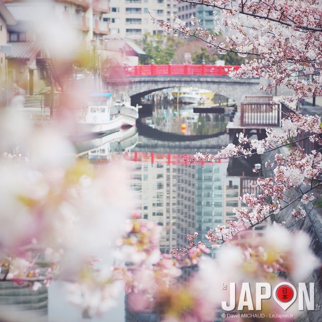 Demain on devrait atteindre les 80% de floraison des Sakura sur Tokyo !