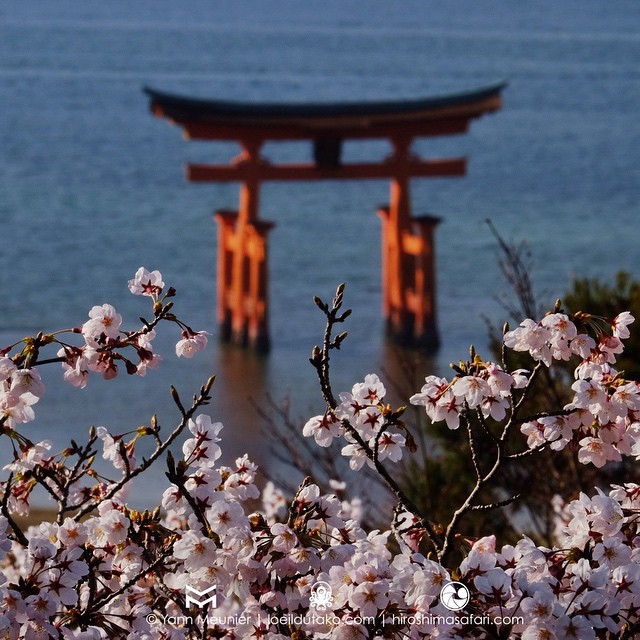 Seul au monde sur Miyajima.