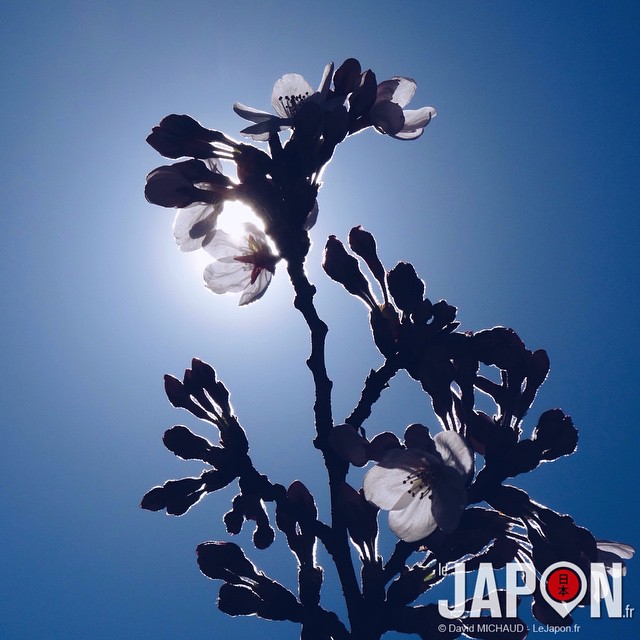 Le soleil brille sur Tokyo, et les 1er Sakura font leur apparition !