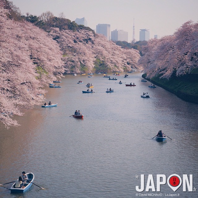 Chidorigafuchi reste pour moi un des meilleurs spot Sakura de Tokyo, loin devant Ueno !
