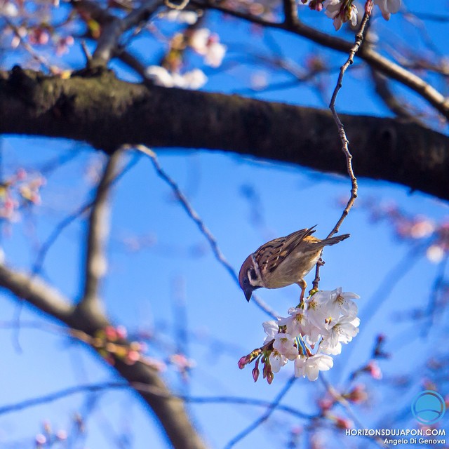 Le printemps est là ! Est-il possible de mieux le représenter ?