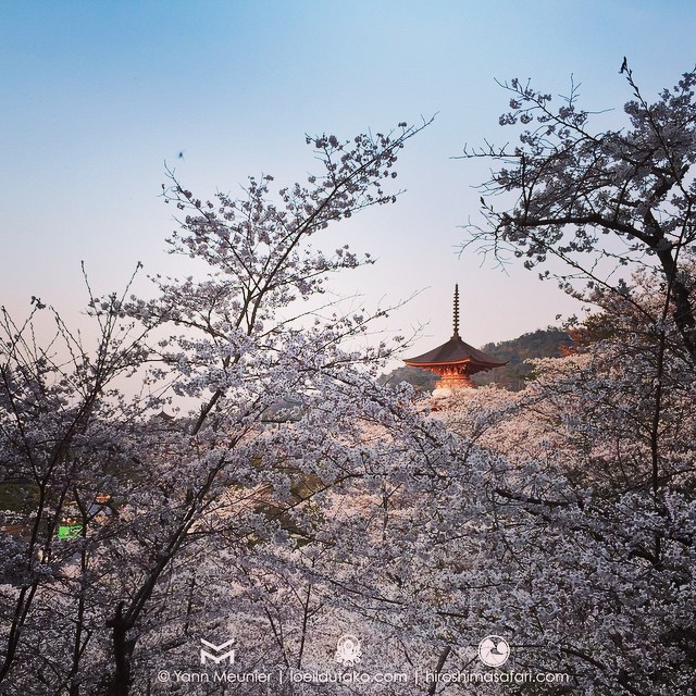 Il y a celui qui connaît Miyajima (moi) et il y a tous les autres :)