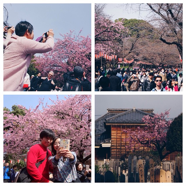 Let’Go Sakura 2015 ! Ça commence à peine et il y a déjà foule ! Heureusement que je connais les coins tranquilles