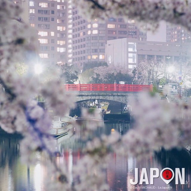 Tokyo Sakura Night !