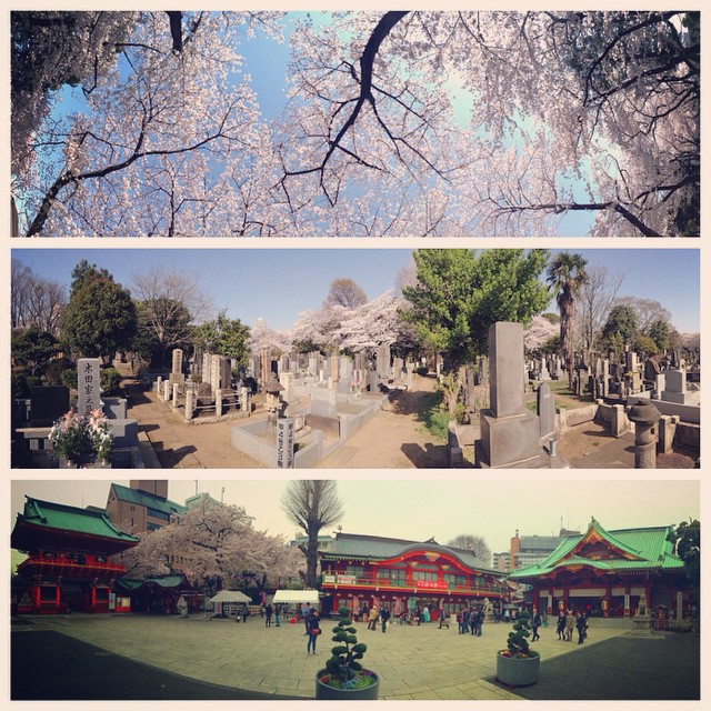 Tokyo Sakura Panorama