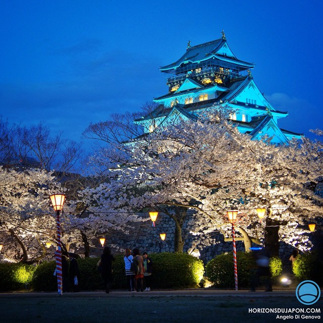 Cerisiers nocturnes du château d’Osaka