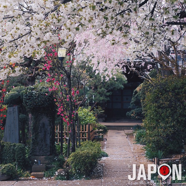 Il existe quelques jardins secrets à Tokyo où les cerisiers sont encore en fleur