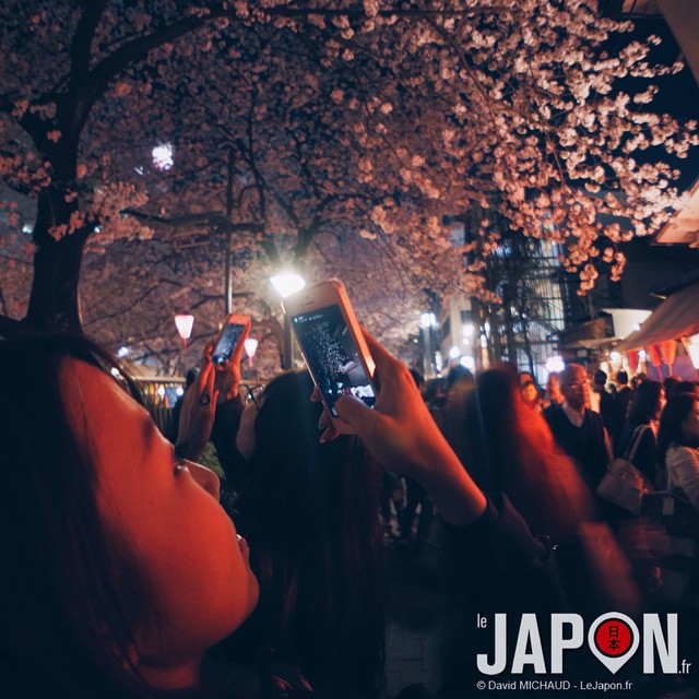Si vous êtes agoraphobe, oubliez les célèbres spots Sakura de nuit !