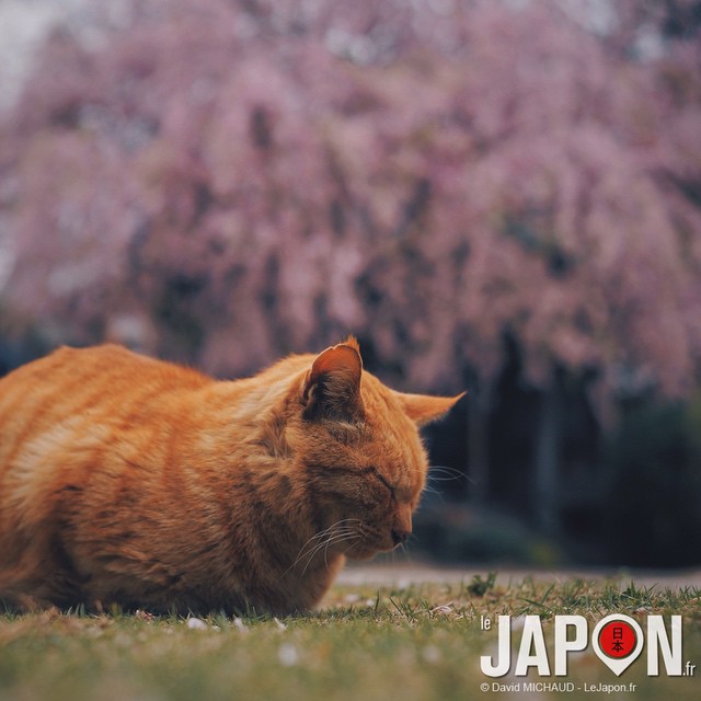 La fin des Sakura ne veut pas dire la fin des cerisiers !