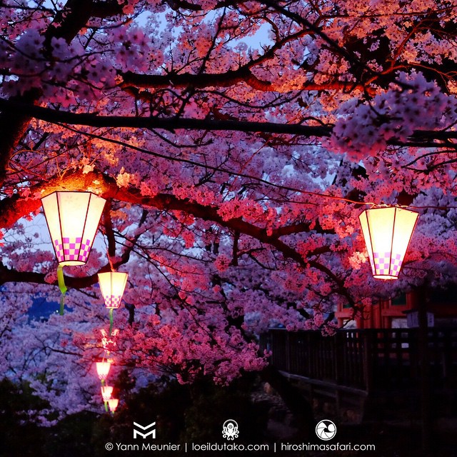 Sakura Night Fever #miyajima #hiroshima