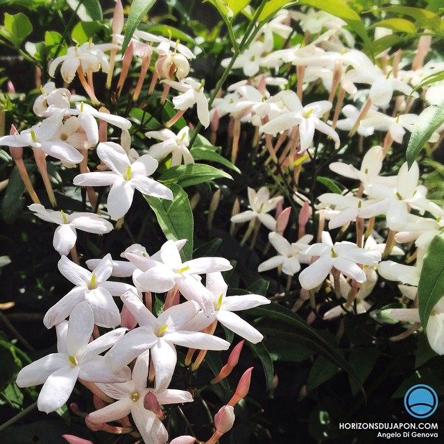 Et c’est au tour du jasmin de fleurir