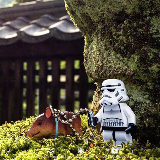 Un stormtrooper avec son cochon à Iwakuni. #MayThe4thBeWithYou