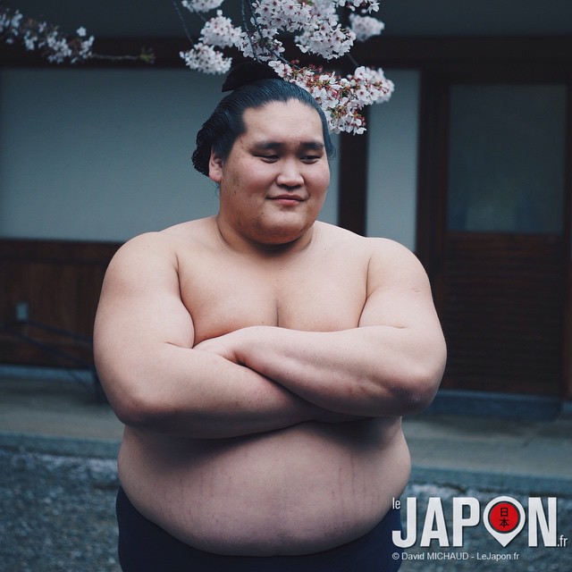 Ma photo de Terunofuji Haruo qui posait sous les Sakura en Avril, et  champion du tournois de sumo conclut hier.