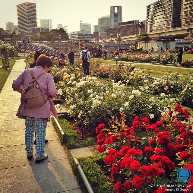 Les derniers rayons du jour au milieu des roses de Nakanoshima