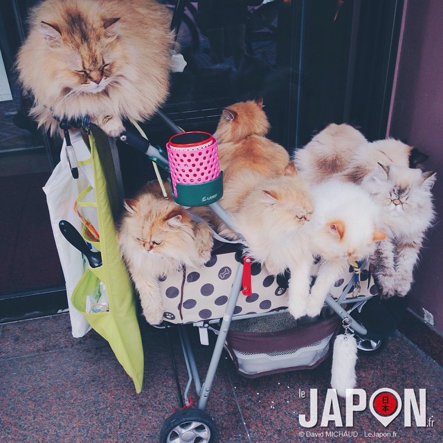 Faire ses courses au Japon, c’est carrément pas pareil ! #miaou #NekkoLand