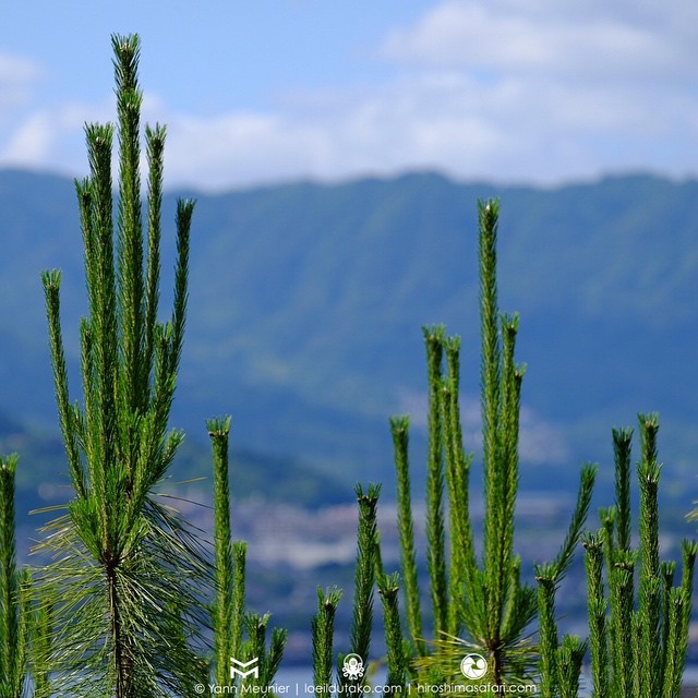 Dans le désert de Miyajima..