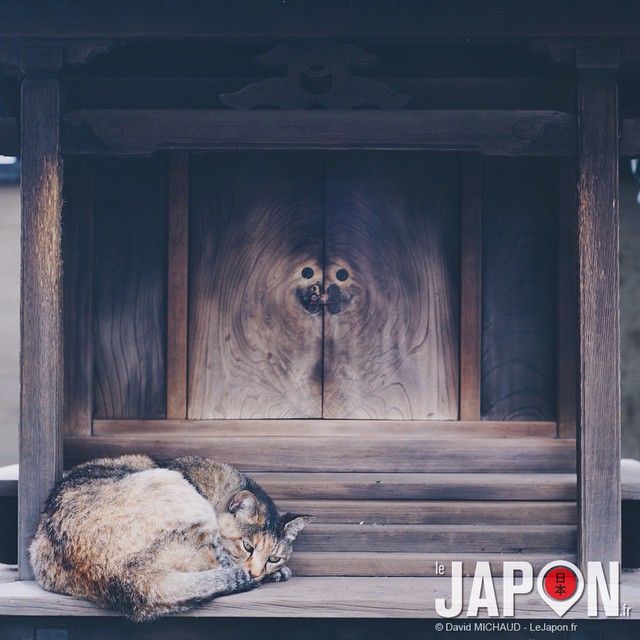 Même les chats sont des Ninja au Japon ! Mode camouflage, on ne me voit pas :D