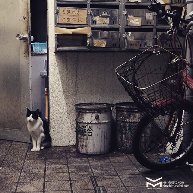 Les chats, où qu’ils soient, même combat :)