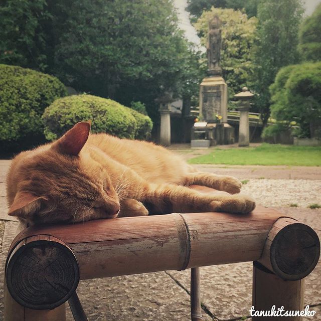 Dur dur d’être un chat au Japon