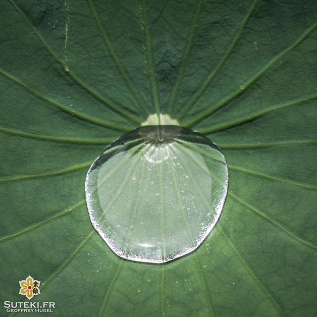 Les feuilles de lotus font de la rétention d’eau.