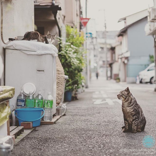 Les chats aiment les quartiers pauvres