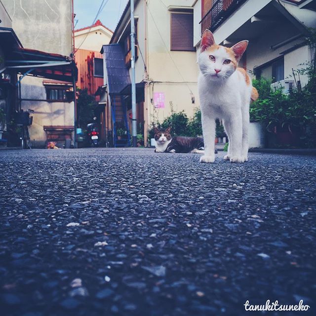 Les chats errants aussi profitent du week-end au Japon