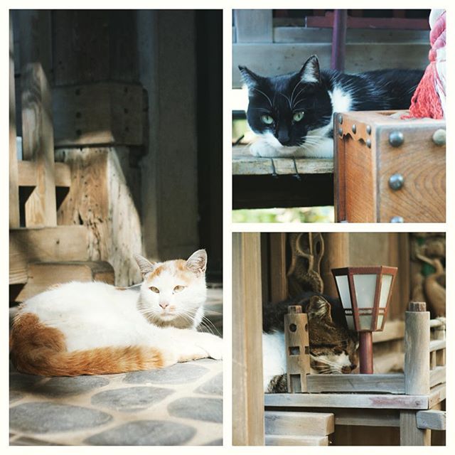 Les chats du temple ! #TokyoSafari #Tokyo #Japon #swag #japanese #Cat #Chat