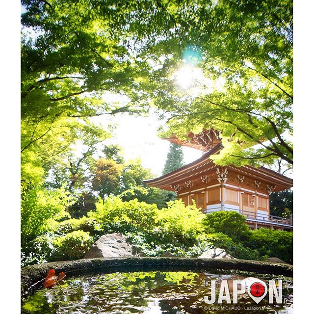 À Tokyo il n’y pas de nature et que des buildings ? Ah bon ?!