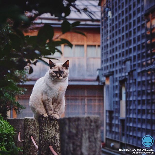 Un chat dans le quartier des Geisha