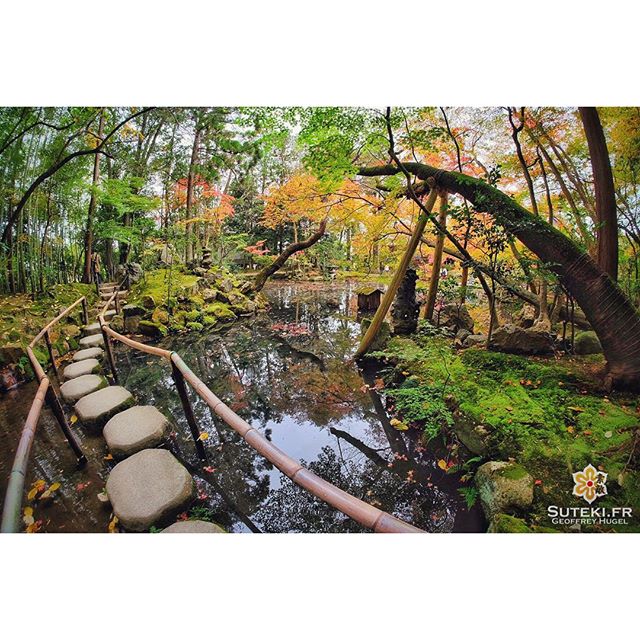 Suivre la voie des koyo #japon #kyoto