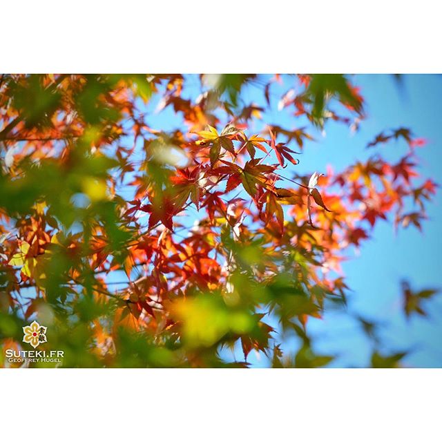 Doucement mais sûrement les couleurs changent. L’automne est bien là ! #japon  #kyoto