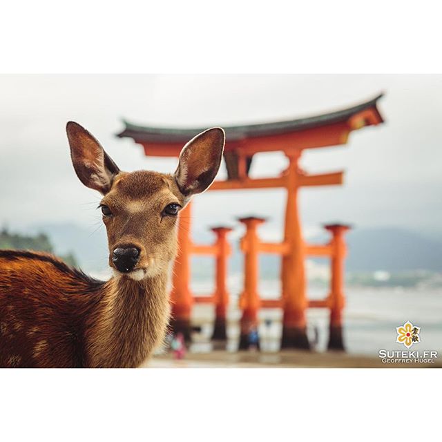 Les cerfs sika et le grand torii flottant de Miyajima #japon
