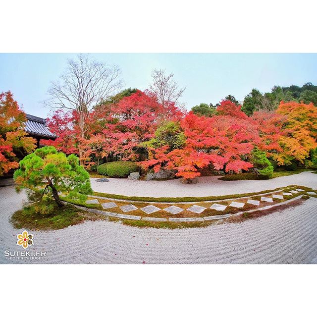Jardin flamboyant #japon #kyoto