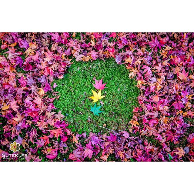 Feu(illes) tricolore(s) #japon #kyoto