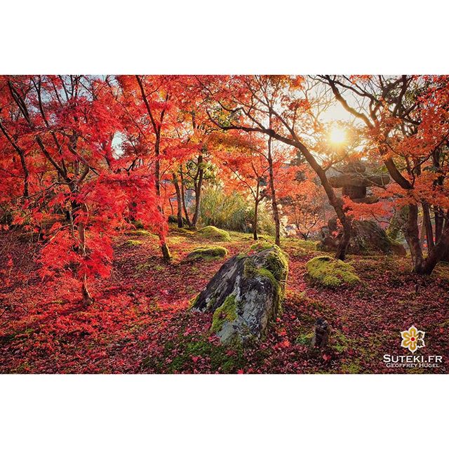 Les arbres, la lumière, tout était parfait #japon #kyoto