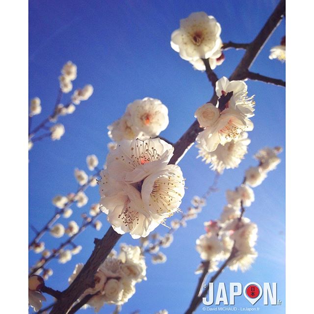 Incroyable ! Les pruniers sont déjà à 100% de floraison à Kamakura ! Soit 2 semaines d’avance par rapport à l’année dernière où il avaient déjà 2 semaines d’avance !