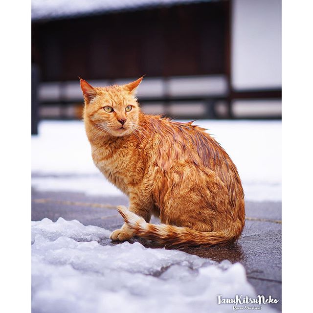 La neige à Tokyo n’a pas épargnée les chats errants