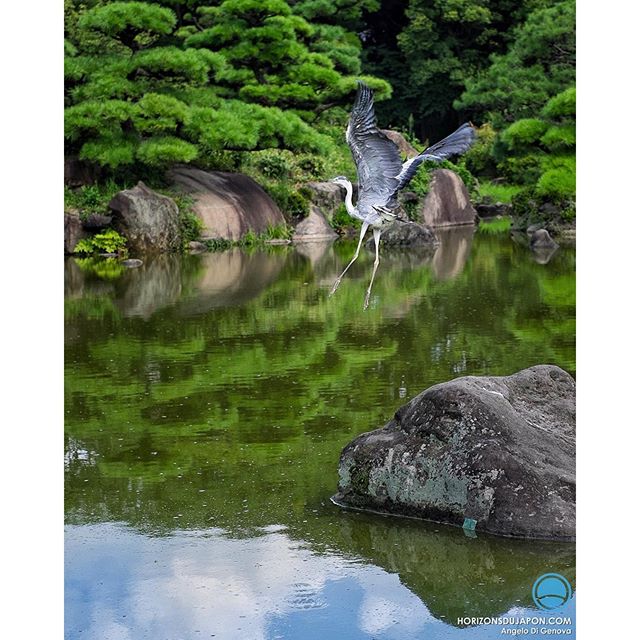 Le Japon ça donne des ailes !